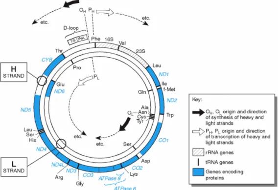 Figura 7 - Genoma mitocondrial Humano (Disponível em http://biologia.uab.es, 2008-11-05)