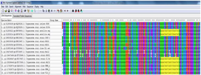Figura  2  -  Alinhamento  múltiplo  no  programa  MEGA6  (Molecular  Evolutionary  Genetics  Analysis  Version  6.0.),  de  várias  sequências  nucleotídicas  do  DNA  satélite  do  T