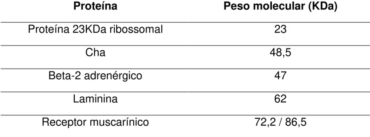 Tabela  3- Proteínas  do  hospedeiro  descritas  na  literatura  associadas  a  “mimetismo  molecular” com proteínas do  Trypanosoma cruzi, que foram observadas após ligação de  anticorpos presentes no soro dos cães infectados pelas cepas VL-10, AAS e Bere