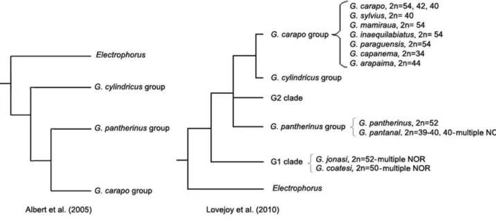 Figure 1. Phylogeny of the genus Gymnotus adapted from [3] and [4] with chromosomal information cited in this paper