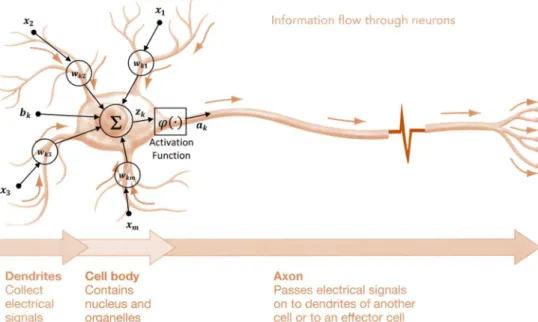 Figure 2.1. Neuron model projected over a typical neuron cell. 