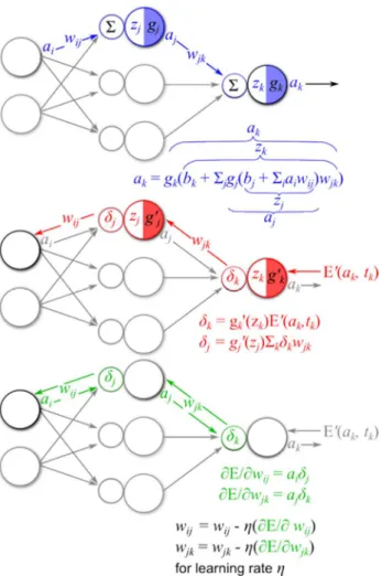 Figure 2.2 shows the steps of the backpropagation algorithm in a small segment of a  typical feedforward neural network