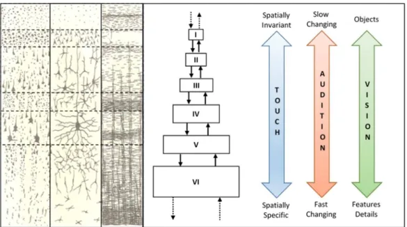 Figure 2.3 shows on the left a histological structure of the human neocortex tissue and  on  the  right  a  schematic  representation  of  some  sensory  regions  layers  hierarchy