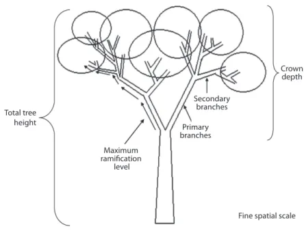 Fig. 1. Habitat structure parameters measured at the fine spatial scale.Total treeheightMaximum ramiﬁcation levelPrimarybranchesSecondarybranches Crowndepth