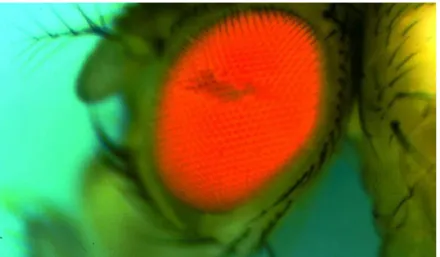 Figura  15:  Fotografia  à  lupa  de  um  olho  de  D.  melanogaster,  em  que  está  afetado  um  grande  número  de  omatídios