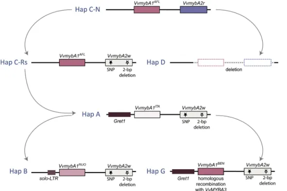 Fig. 5. Schematic representation of the evolutionary di ﬀ erentiation of the main MYBA haplotypes at the color locus in grapevine [Adapted from Lacombe (2012) and Azuma (2018)]