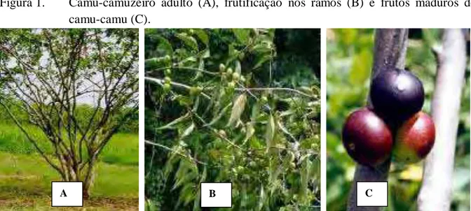 Figura 1.  Camu-camuzeiro adulto (A), frutificação nos ramos (B) e frutos maduros de  camu-camu (C)