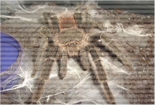 Figura 1 - Aranha do gênero Lasiodora sp 