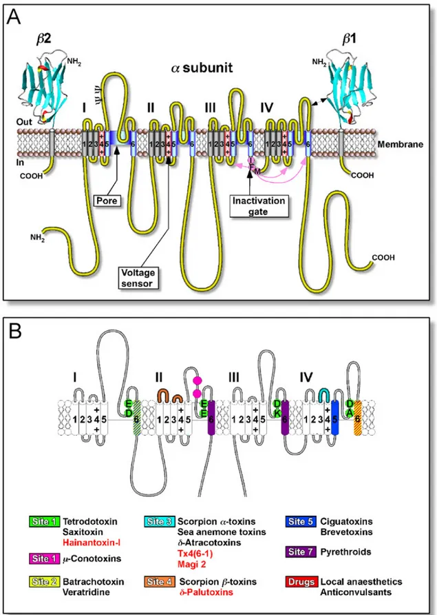 Figura  2:  Estrutura  molecular  dos  canais  de  sódio  dependentes  de  voltagem  (Na v )  e  locais  de  ligação  das  neurotoxinas