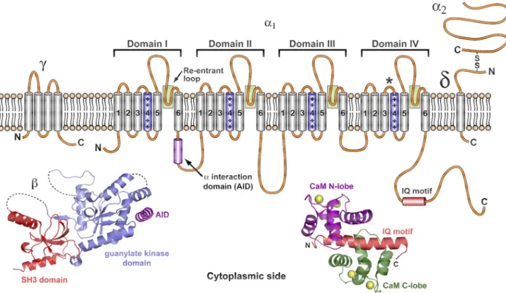 Figura  4:  Estrutura  molecular  das  subunidades  dos  canais  de  Ca v  encontrados  nas  membranas  celulares
