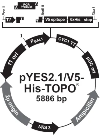 Figura  3  -  Mapa  do  vetor  de  clonagem  e  expressão  pYES2.1/V5-His-TOPO ®   (disponível  em  www.invitrogen.com)