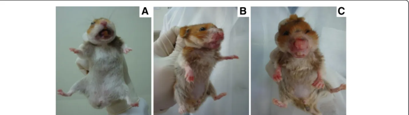 Fig. 1 Macroscopic changes observed in hamsters 9 months after infection with the OP46 strain