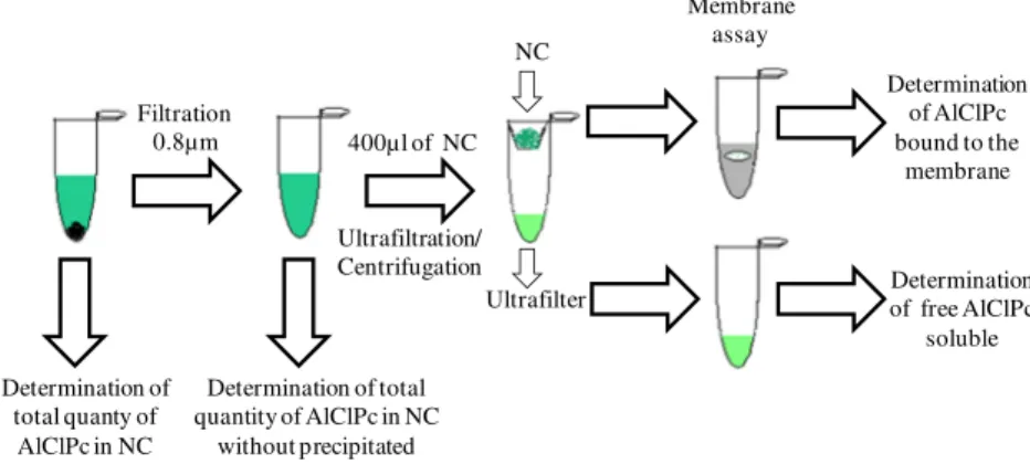 Fig. 2. Schematic representation of the method to determine the encapsulation efficiency, AlClPc precipitation and encapsulation yield of AlClPc in the NC formulations.