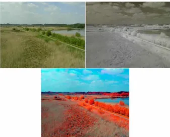Figure 20. Digital images in natural color (top left), near infrared (top right) and the color infrared composite   (bottom) (Knoth et al 2011)