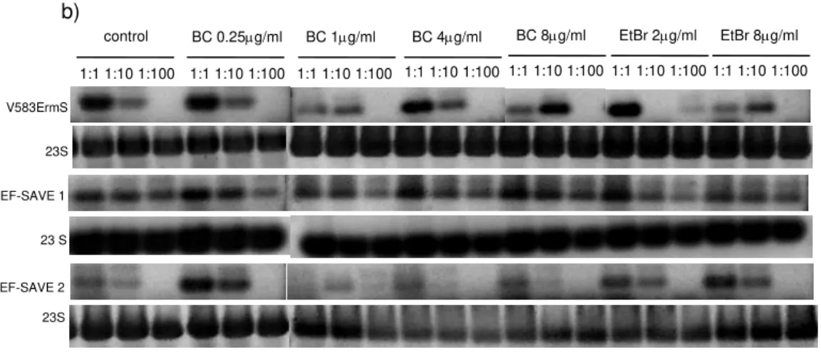 Figure 1 (cont.) . Analysis by semi-quantitative RT-PCR for qacZ expression and 23S  rRNA