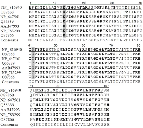 Figure 3. Alignment of QacZ (NP_816940) with homologous proteins in the database  (BLASTP, NCBI), with identities above 60%