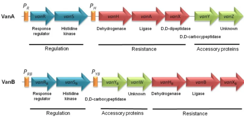 Figure 3. Genetic organization  of  vanA  and  vanB   operons. Regulatory  genes are represented in  blue,  essential  genes  for  resistance  are  represented  in  red  and  accessory  proteins  in  green