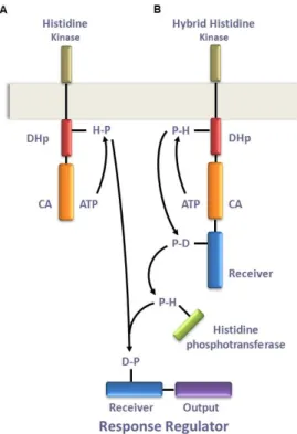 Figure  5.  Schematic  overview  of  a  two-component  signal  transduction  systems  (A)  and  phosphorelays  (B)