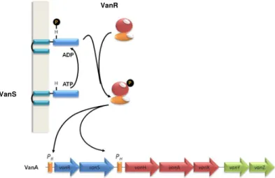 Figure 6. Regulation of VanA cluster. Phosphorylation of the VanR by the VanS sensor. The colored  arrows  represent  coding  sequences  and  indicate  the  direction  of  transcription,  The  regulatory  and  resistance  genes  are  co-transcribed  from  