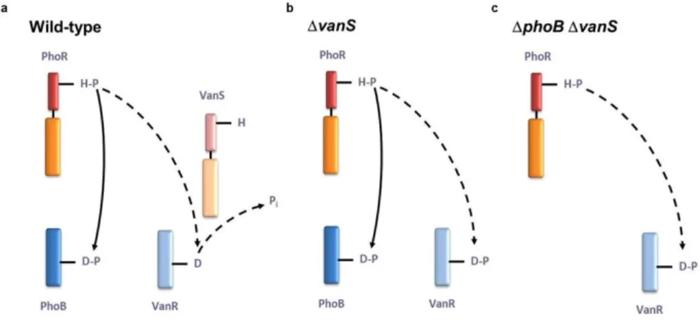 Figure  8.  Cellular  mechanims  for  preventing  cross-talk.  Studies  of  the  PhoR-PhoB  and  VanS- VanS-VanR two-component pathways in E