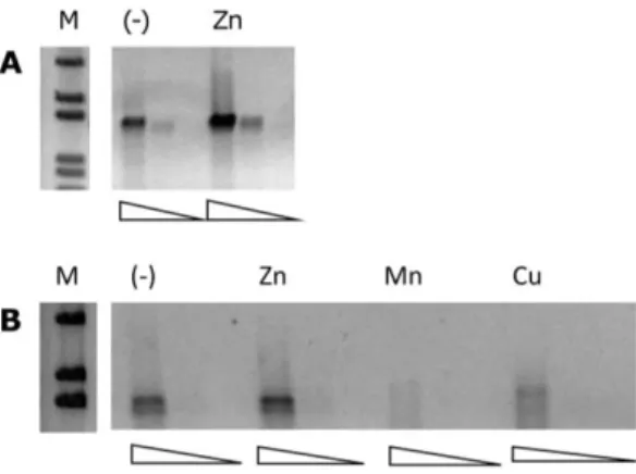 Figure S1. Expression of genes  ef0758 and mntH2 in the presence of metals  by  sqRT-PCR