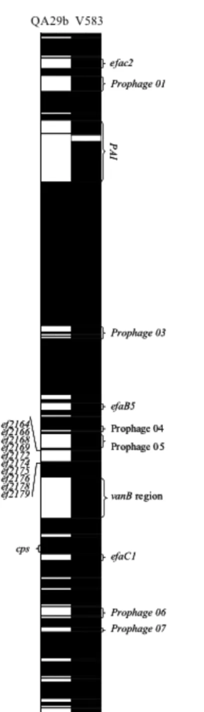 Figure 4.1. CGH analysis of QA29b strain. The genes are ordered according to the  organization  of  the  V583  genome