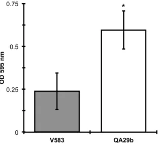 Figure 4.2. Biofilm formation on polystyrene. The quantification of biofilm formation  was assayed as a function of crystal violet stain (measured at 595 nm) retained by  the biofilm biomass grown for 24 h