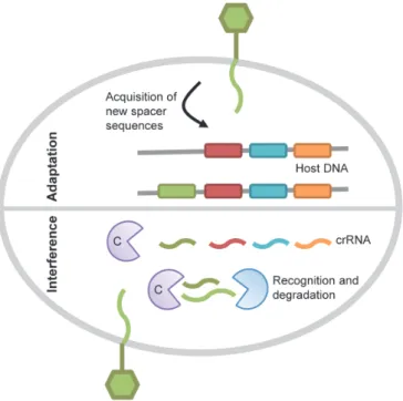 Figure 4.  CRISPR/Cas immunity mechanism. In the adaptation phase of CRISPR  immunity, new spacers from the invading DNA are incorporated into CRISPR loci