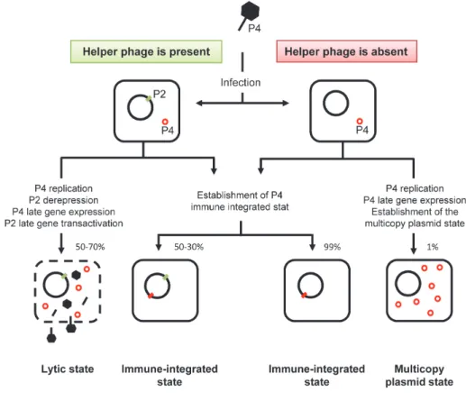 Figure 8. P4 life style scenarios. The presence of P2 helper phage dictates the outcome  of P4 infection