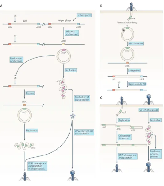 Figure 11. SaPI life style scenarios [227] (cont.). For A and B see page 54. (C) Co- Co-infection of a SaPI and a helper phage