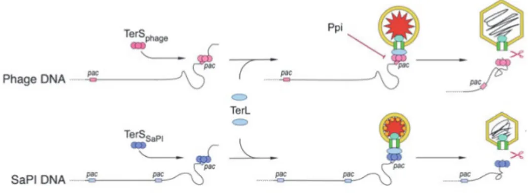 Figure 15. Model for SaPI packaging redirection [226]. pac sites on the concatemeric  phage DNA are recognized by the phage encoded TerS and packaged into procapsids  through the action of phage TerL