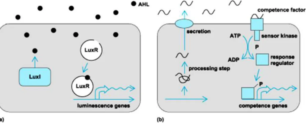 Figure 2 - Quorum-sensing signalling pathways in Gram negative (A) and Gram positive bacteria  (B)
