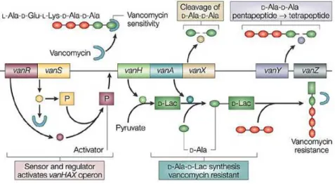 Figure 5 – The two component regulatory system VanR-VanS .  VanS is a membrane-associated sensor  (of vancomycin) that controls the level of phosphorylation of VanR