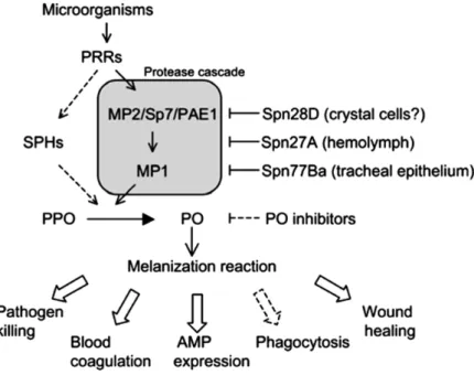 Figure 9 - Model for melanization activation upon microbial Infection.  Upon the recognition of a  microorganism, a pattern recognition receptor (PRR) is presumed to trigger a protease cascade involving the  proteases MP1 and MP2/Sp7/PAE1, which culminates