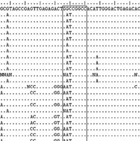 Fig. 1. (A) Partial sequence alignment of several LAB 16S rRNA gene sequences in the FseI recognition site region of Oenococcus oeni sequence