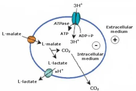 Figure  2  –   Model  of  the  ATP-generating  mechanism  for  the  malolactic  conversion (adapted from Bartowsky, 2005)