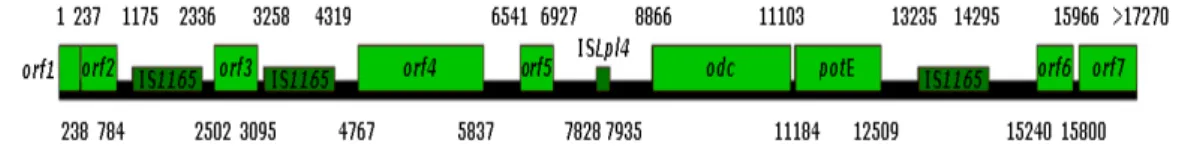 Figure  7  –  Genetic  organization  of  the  17.2  kb  gene  cluster  of  Oenococcus  oeni RM83 (adapted from Marcobal et al., 2004)