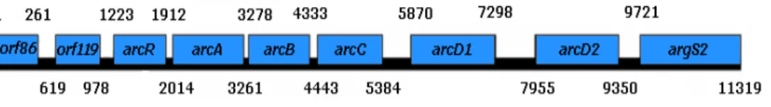 Figure  9  –   Genetic  organization  of  ADI  gene  cluster  in  Oenococcus  oeni  (adapted from Divol et al., 2003 and Nehme et al., 2006)