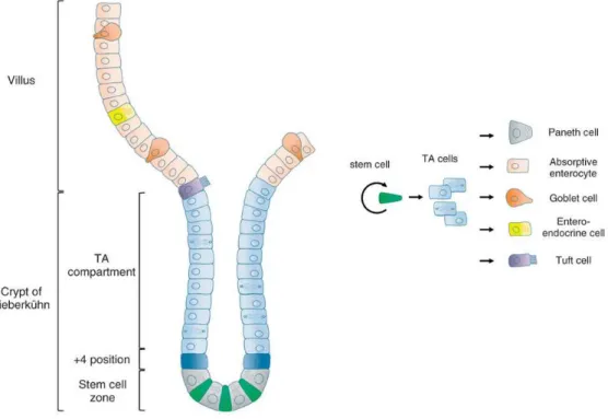 Figure 1.2 Intestinal epithelium architecture and renewal. Intestinal epithelial cells differentiate as they  migrate  along  the  crypt-villus  axis
