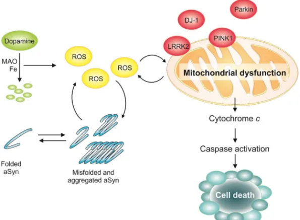 Figure 4: The interplay between aSyn aggregation, oxidative stress and mitochondrial  dysfunction