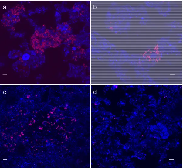 Figure  2.2:  CLSM  micrographs  of  biomass  samples  from  (a)  Schilde,  (b  and  d)  Heenvliet  and  (c)  Monheim  hybridized  with  probes  for  Bacteria  (EUBmix,  cells  in  blue)  and  for  Accumulibacter  (PAOmix, cells in magenta in a and b) or f