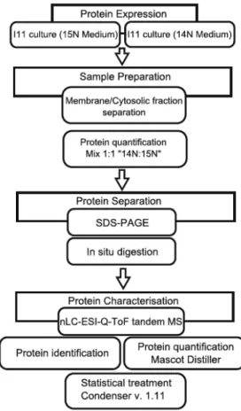 Figure    4.1.    Analytical    scheme    for    the    relative    quantification    of    proteins    derived    from    the   proteome   of   the   isolate   Patulibacter    sp