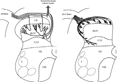 Figure 1.9. Anatomical location of Aβ fibers, Aδ and C in the dorsal horn of the spinal cord  (Calvino and Grilo, 2006)