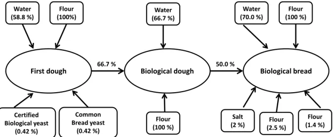 Figure 1. Ingredients quantities to produce biological bread. A- yeast quantity determination; B- salt  quantity determination