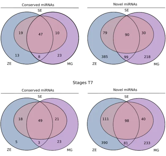 Figure 5.  Venn diagrams of the total conserved and novel miRNAs found in zygotic embryos (ZEs), somatic  embryos (SEs) and megagametophytes (MGs) at stage T4B (top panel) and T7 (bottom panel)