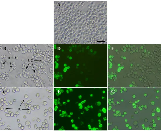 Figure 9. Assessment of positive/negative wells using the TCID50 method: screening of  uninfected (A) and infected cells with recombinant baculovirus from stock A (B to G)