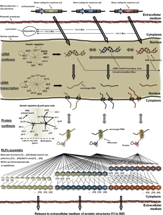 Figure 4. Genetic/molecular regulatory network of RLPs production in the baculovirus/insect  cell system