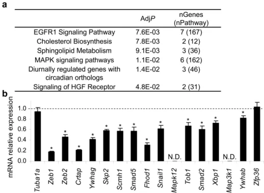 Figure S1. (a) Canonical pathways (Wikipathways) most enriched (adjusted P (AdjP)&lt;0.05)  in the Bi-miR-200c PD (R&gt;2,  P&lt;0.001)