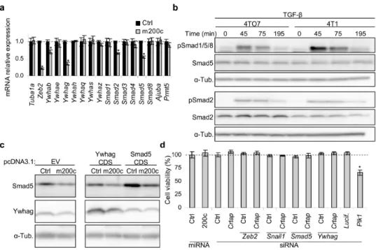 Figure S2. (a) Effect of miR-200c on mRNA expression of 14-3-3 and Smad family genes,  Ajuba and Prmt5