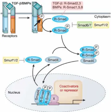 Figure 8. General mechanism of TGF- β  superfamily signaling and Smad activation. At the  cell surface, a TGF-β superfamily ligand binds a complex of transmembrane receptor  serine/threonine kinases (types I and II) and induces transphosphorylation of the 